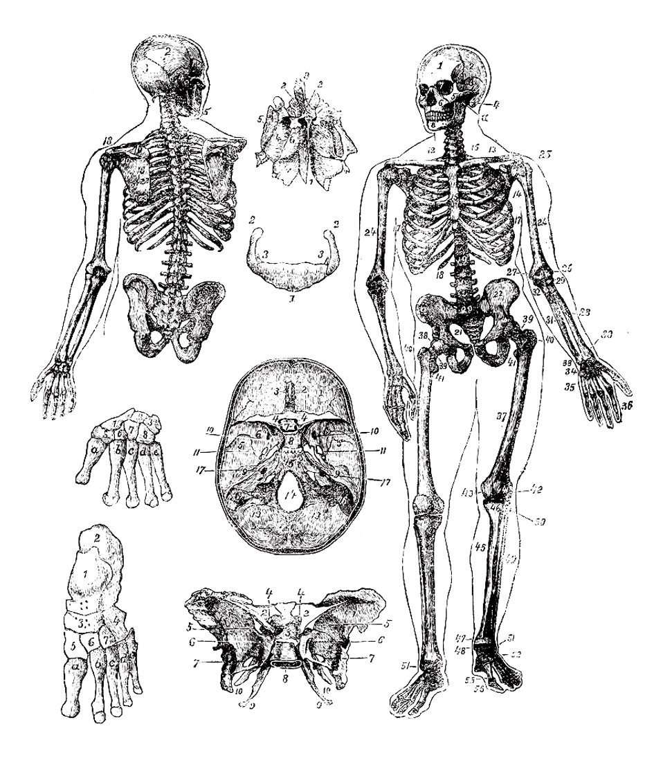 image=vintage coloriage representation vintage squelette 1